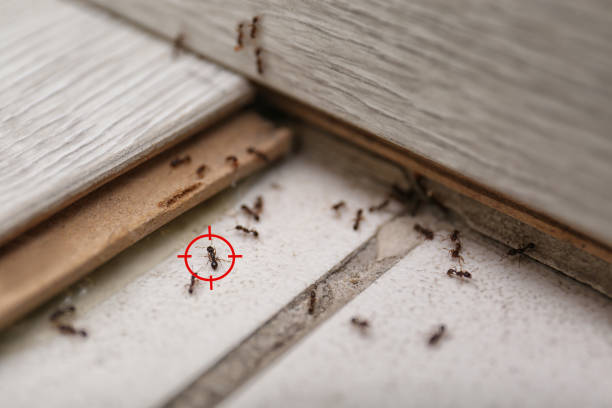  Southside Place, TX Pest Control Pros
